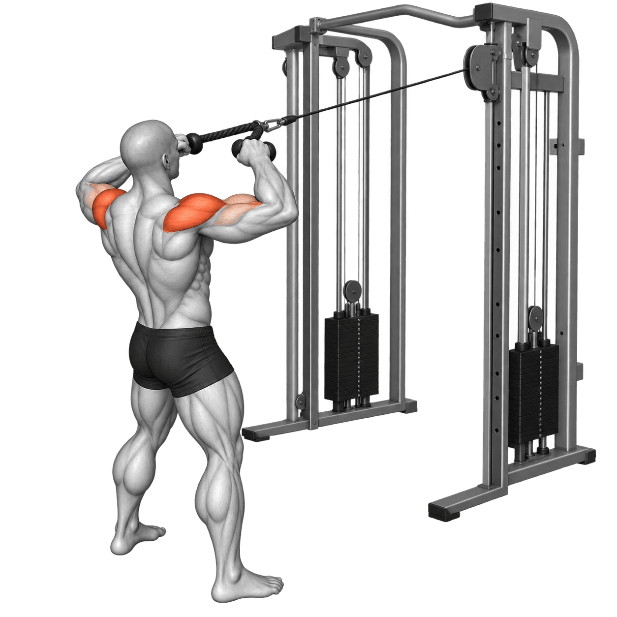 Cable face pull illustration showing a rope drawn toward the face with elbows raised.